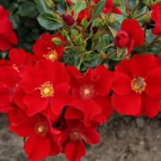 Саджанці грунтопокривних троянд Олександр фон Гумбольдт (привитий)