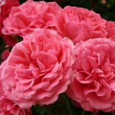 Саджанці грунтопокривних троянд Розаріум Ютерзен (привитий)