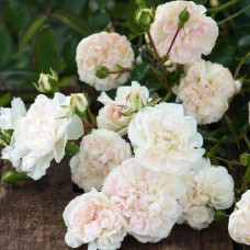 Саджанці грунтопокривних троянд Свані (привитий)