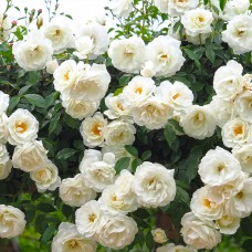 Саджанці плетистих троянд Айсберг (привитий)