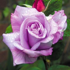 Саджанці плетистих троянд Блю Леді (привитий)