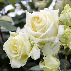 Саджанці плетистих троянд Ельф (привитий)