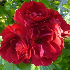 Саджанці плетистих троянд Фламентант (привитий)