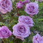 Саджанці плетистих троянд Індиголетта (привитий)