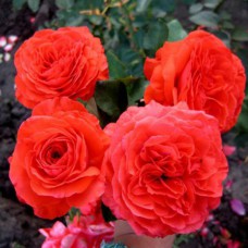 Саджанці плетистих троянд Майнтауер (привитий)