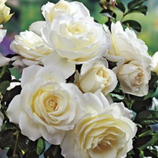 Саджанці плетистих троянд Мон Блан (привитий)