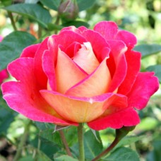 Саджанці плетистих троянд Павлине Око (привитий)