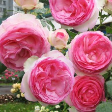 Саджанці плетистих троянд П'єр де Ронсар (привитий)