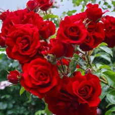 Саджанці плетистих троянд Симпатія (привитий)