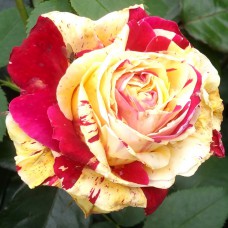 Саджанці плетистих троянд Ваніль Фрейз (привитий)