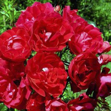 Саджанці троянд Аделаїда Худлес (привитий) - 2-річний