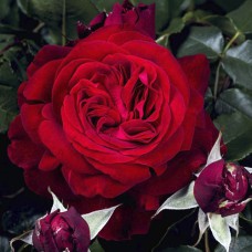 Саджанці троянд Адмірал (привитий) - 2-річний