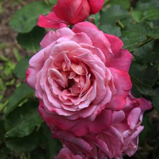 Саджанці троянд Агнес Шиллінгер (привитий) - 2-річний