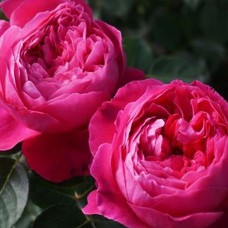 Саджанці троянд Академія (привитий) - 2-річний