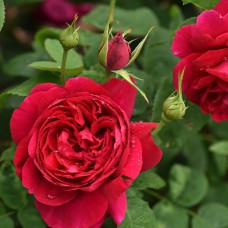 Саджанці троянд Алан Сушон (привитий) - 2-річний