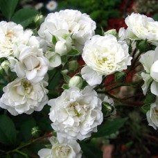 Саджанці троянд Альба Мейділанд (привитий) - 2-річний