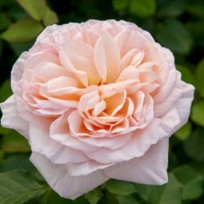 Саджанці троянд Александрін (привитий) - 2-річний