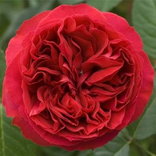 Саджанці троянд Ален (привитий) - 2-річний