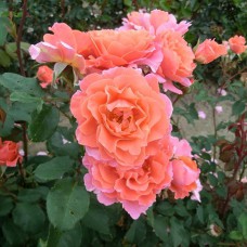 Саджанці троянд Алібаба (привитий) - 2-річний