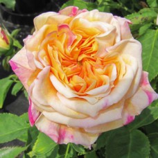 Саджанці троянд Алхіміст (привитий) - 2-річний