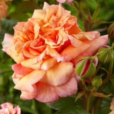 Саджанці троянд Алоха (привитий) - 2-річний