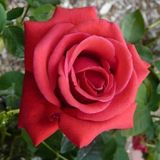 Саджанці троянд Амалія (привитий) - 2-річний