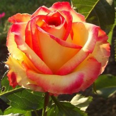 Саджанці троянд Амбіанс (привитий) - 2-річний