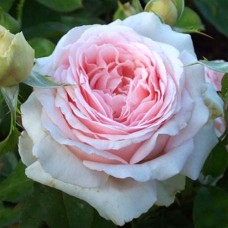 Саджанці троянд Андре Ле Нотр (привитий) - 2-річний