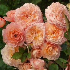 Саджанці троянд Андре Тюрка (привитий) - 2-річний