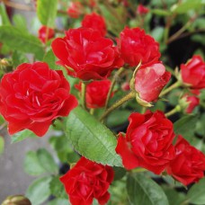 Саджанці троянд Анічка (привитий) - 2-річний