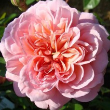 Саджанці троянд Анна Болейн (привитий) - 2-річний