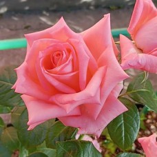 Саджанці троянд Анна Кареніна (привитий) - 2-річний