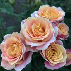 Саджанці троянд Антігуа (привитий) - 2-річний