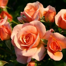 Саджанці троянд Апрікола (привитий) - 2-річний