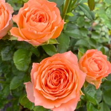 Саджанці троянд Апрікот (привитий) - 2-річний