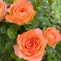 Саженцы роз Абрикос (привитый) - 2-летний