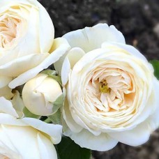 Саджанці троянд Артеміс (привитий) - 2-річний