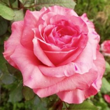 Саджанці троянд Артур Рембо (привитий) - 2-річний