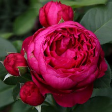 Саджанці троянд Аскот (привитий) - 2-річний