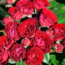 Саджанці троянд Астерія (привитий) - 2-річний