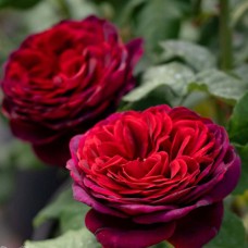 Саджанці троянд Астрід Графін фон Харденберг (привитий) - 2-річний