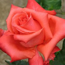 Саджанці троянд Аве Марія (привитий) - 2-річний