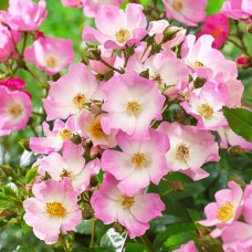 Саджанці троянд Балерина (привитий) - 2-річний