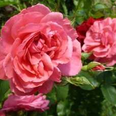 Саджанці троянд Барбі (привитий) - 2-річний