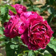 Саджанці троянд Барон Жирон Де Лайон (привитий) - 2-річний