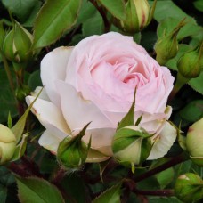 Саджанці троянд Баронін Цу Гуттенберг (привитий) - 2-річний