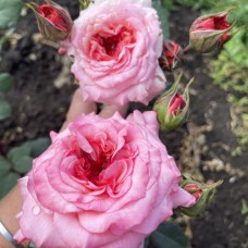 Саджанці троянд Белла Лінда Круелла (привитий) - 2-річний