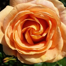 Саджанці троянд Бенгалі (привитий) - 2-річний