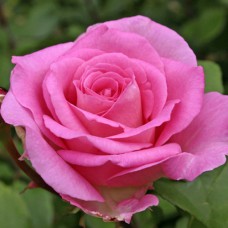 Саджанці троянд Беверлі (привитий) - 2-річний