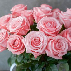 Саджанці троянд Бі Світ (привитий) - 2-річний